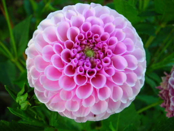 pompon