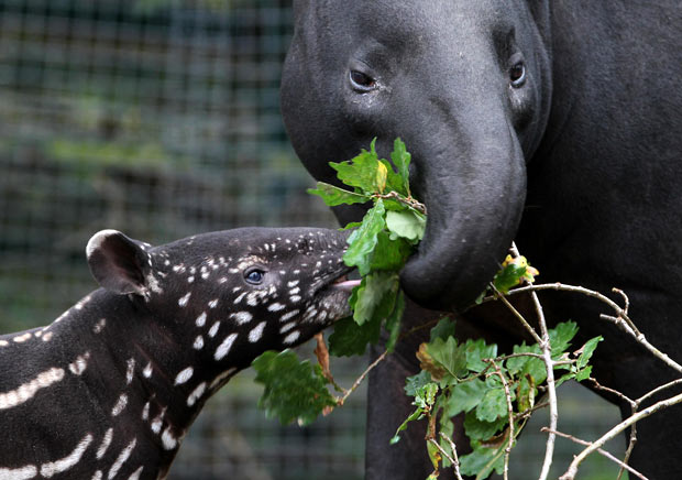 tapir_2039514i