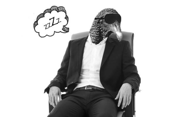 zopi dormido