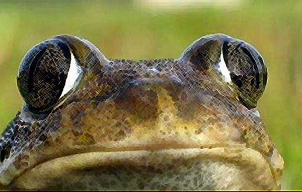Sapo+Cururu