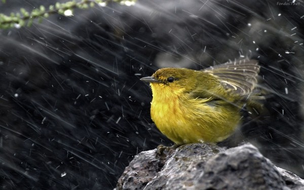 pajaro-amarillo-en-la-lluvia-7946