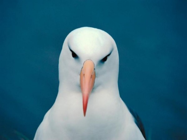 unagaviota
