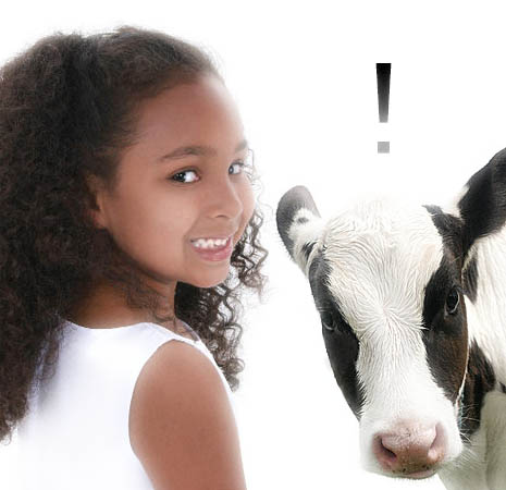 calf-white-background-14699264