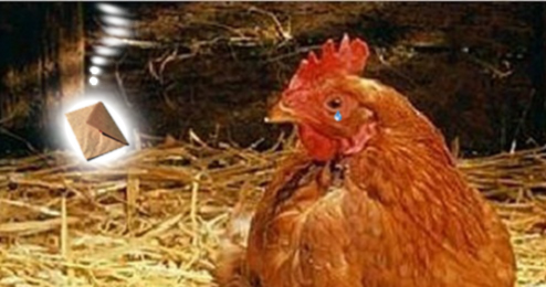 gallina1