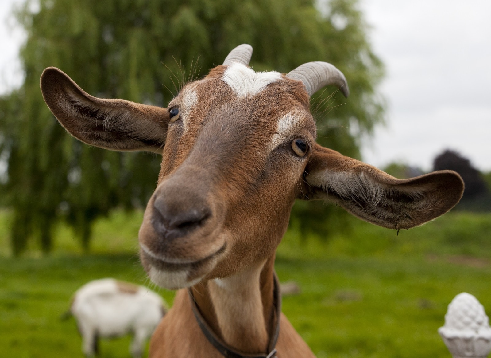 ¡Huele a chivo! Radiombligo